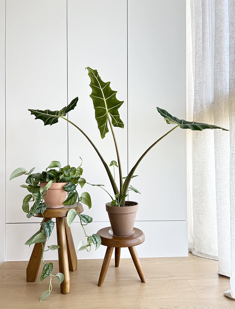 koto stool, round wood stool, japanese minimalist furniture, wabi sabi furniture, solid wood stool, handmade wooden furniture, accent stool, piexlculpt studio, modern wood decor, small wooden stool
